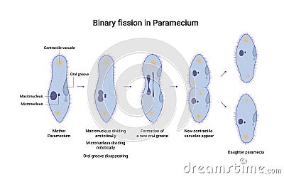 Vector illustration of binary fission of Paramecium. Educational illustration Vector Illustration